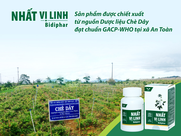 Bidiphar hỗ trợ sinh kế cho đồng bào Bana với cây dược liệu chè dây