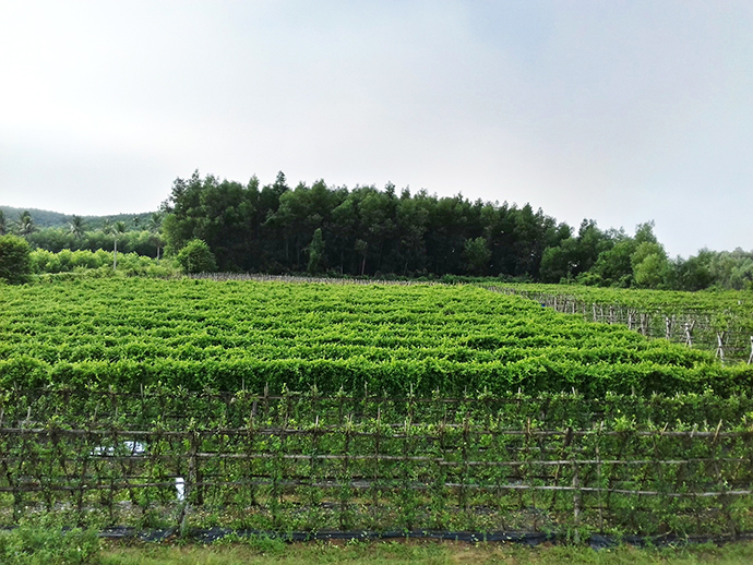 Dây Thìa canh và việc “chuẩn hóa” thành phần dược liệu