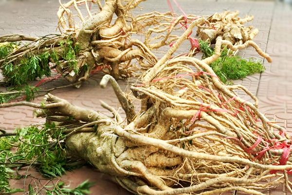 Đinh Lăng – Dược liệu quý giúp hoạt huyết dưỡng não, bồi bổ sức khỏe