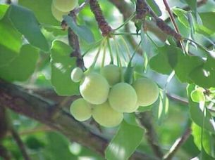Ginkgo biloba - thuốc của người cao tuổi