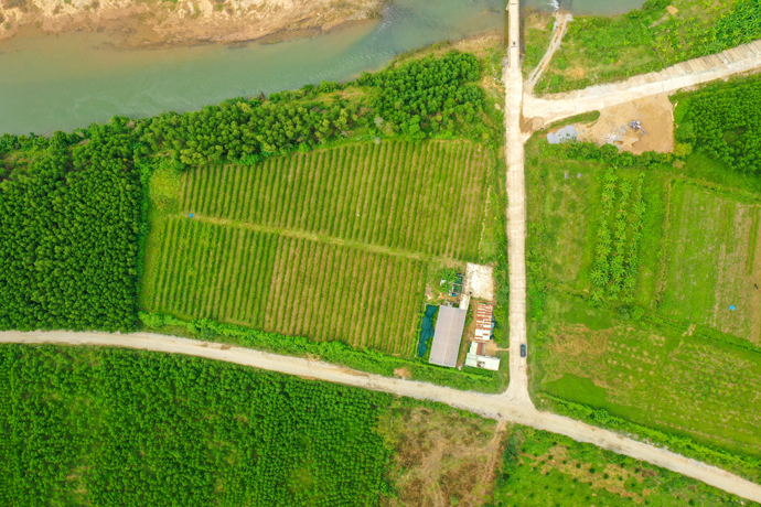 NIỀM VUI CỦA BÀ CON VÙNG CAO BÌNH ĐỊNH VỚI CÂY DƯỢC LIỆU