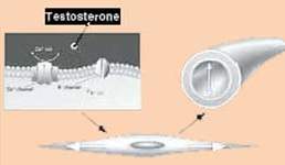 Testosterone và tình trạng rối loạn cương ở nam giới